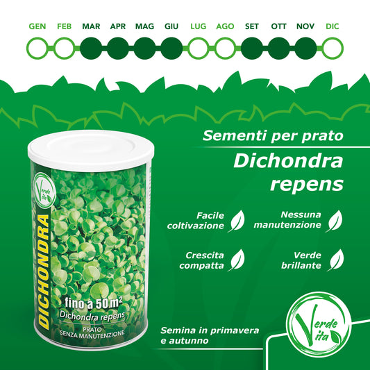 VerdeVita Semi di Dicondra – La Scelta Perfetta per un Prato Denso e Resistente