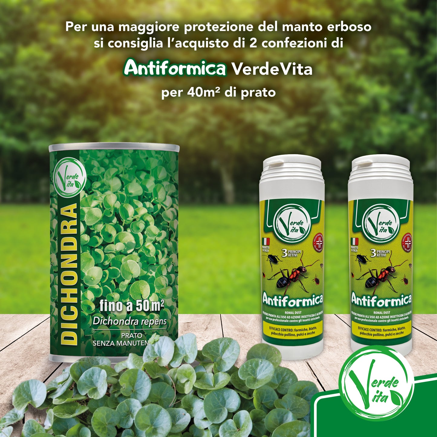 VerdeVita Semi di Dicondra – La Scelta Perfetta per un Prato Denso e Resistente