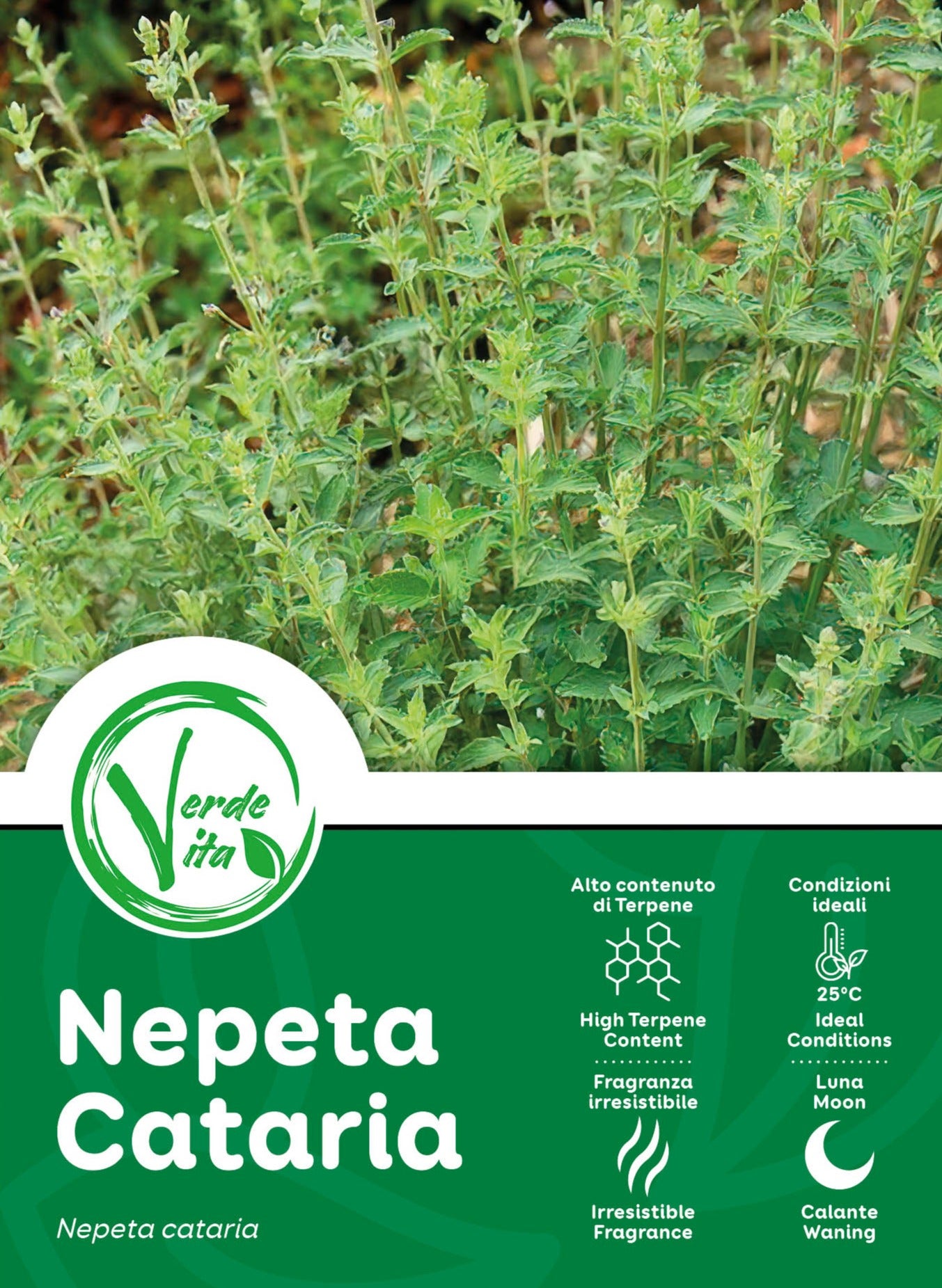 VerdeVita Nepeta Cataria La Pianta Aromatica per un Giardino Rigoglioso e Resistente